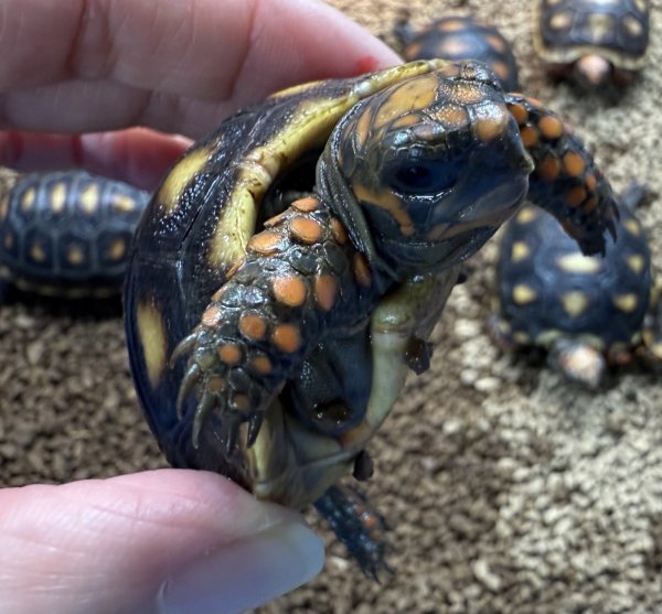 画像2: アカアシガメ（ベビー） (2)