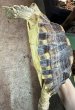 画像4: 3. ケヅメリクガメ （EUCB） (4)