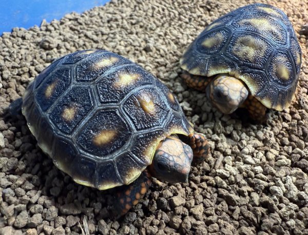 画像7: アカアシガメ（ベビー） (7)