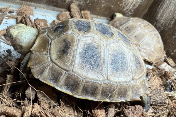 画像6: エロンガータリクガメ（ベビー） (6)