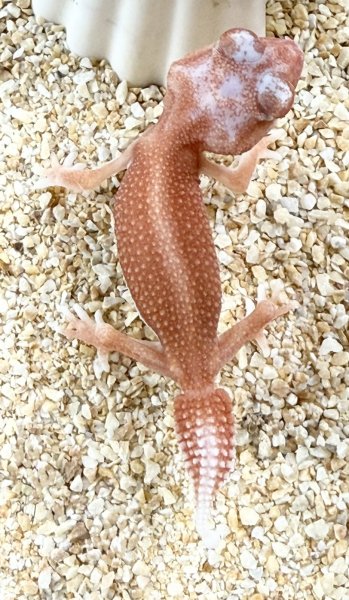 画像1: （ペア）ナメハダタマオヤモリ アルビノパターンレス  (1)