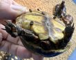 画像3: アカアシガメ（ベビー） (3)