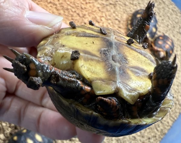 画像3: アカアシガメ（ベビー） (3)