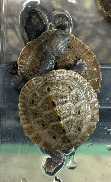 画像1: 1. ブランデルカブトガメ (1)