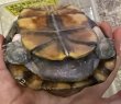 画像3: 1. サラドロガメ♂ (3)