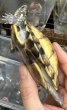 画像4: 1. ガルフコーストハコガメ(イエロー) (4)