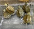 画像1: 1. ヒラチズガメ (1)