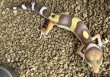 画像2: 23. シナモンラプター (2)