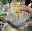画像3: 1. ジャイアントマスクタートル♂ (3)