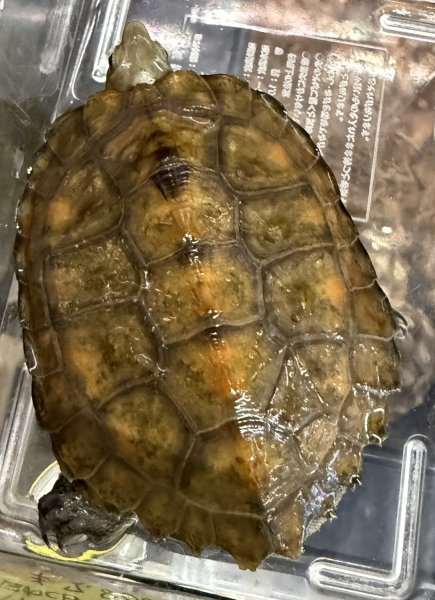 画像1: 1. ハイグレードニホンイシガメ (1)
