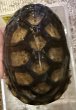 画像1: 1. サラドロガメ♂ (1)