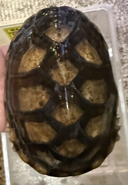 画像1: 1. サラドロガメ♂ (1)