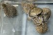 画像1: (1) カブトニオイガメ (1)
