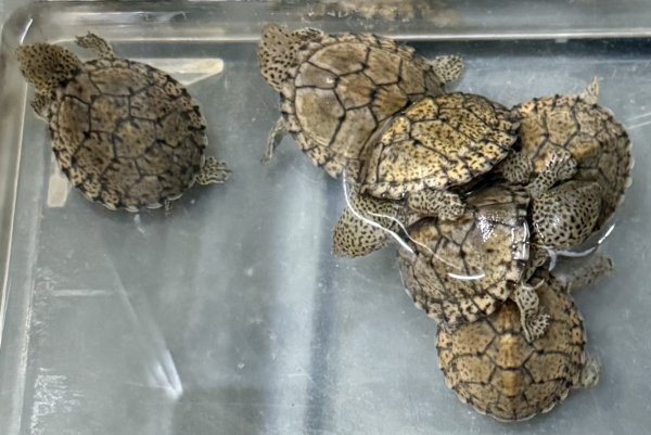 画像1: (1) カブトニオイガメ (1)