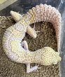 画像2: 30. ラプター (2)