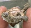 画像3: (1) カブトニオイガメ (3)