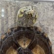 画像2: 1. サラドロガメ♂ (2)