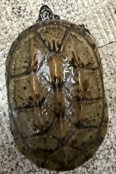 画像1: 1. ジャイアントマスクタートル♂ (1)