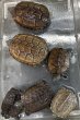 画像1: 1. クサガメPht-アルビノ (1)