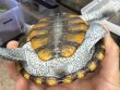 画像2: 1. オルナータダイヤモンドバックテラピン (2)