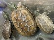 画像2: 1. クサガメPht-アルビノ (2)