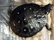 画像1: 3. キボシイシガメ (1)