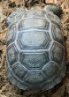 画像1: 1. アルダブラゾウガメ(国内CB) (1)