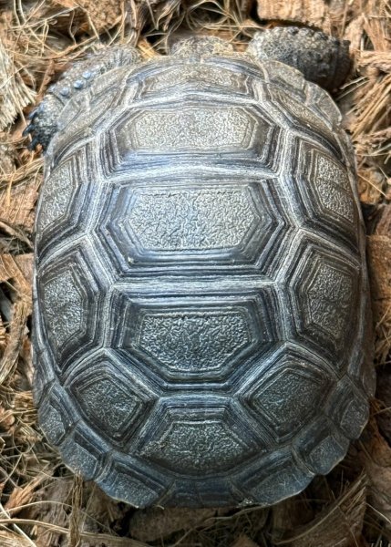 画像1: 1. アルダブラゾウガメ(国内CB) (1)