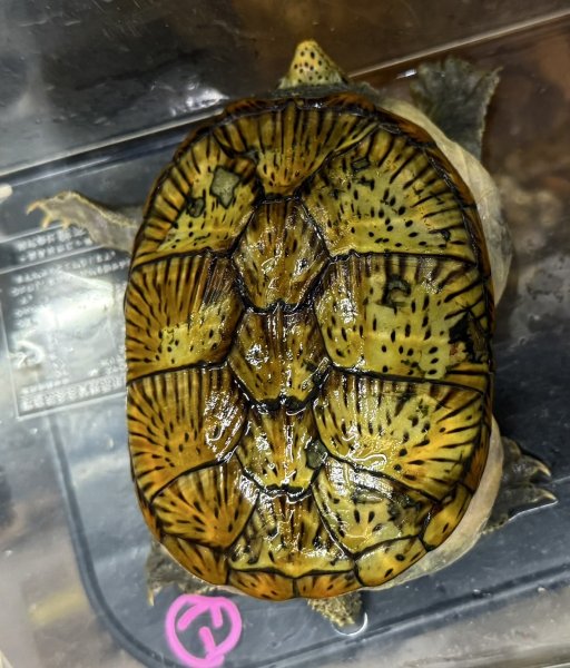 画像1: 5. ハラガケガメ♂ (1)