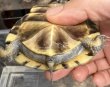 画像3: 1. ガルフコーストハコガメ(イエロー) (3)