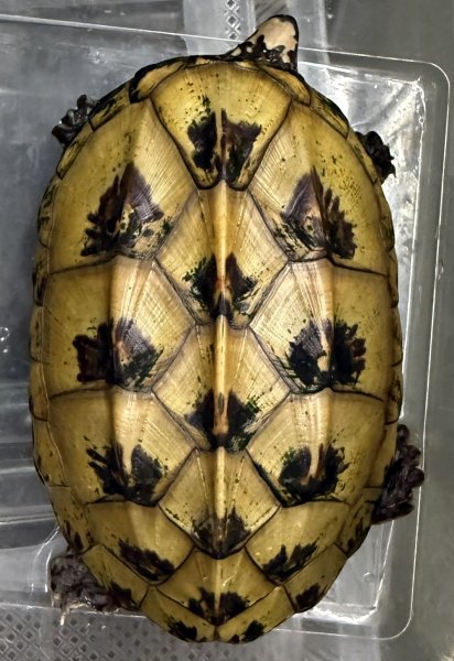 画像1: 2. ジャイアントマスクタートル (1)