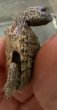 画像2: (1) カブトニオイガメ (2)
