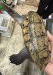 画像4: 1. ジャイアントマスクタートル♂ (4)