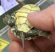 画像2: 1. ヒラチズガメ (2)