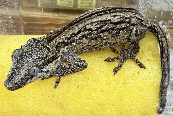 画像1: 3. ガーゴイルゲッコー オレンジストライプ ♀ (1)