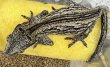 画像2: 3. ガーゴイルゲッコー オレンジストライプ ♀ (2)