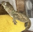 画像1: ☆1 チャホアシガドヤモリ♂ (1)