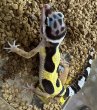 画像1: 54. バンディット (1)