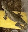 画像2: ☆1 チャホアシガドヤモリ♂ (2)