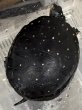 画像1: (5) キボシイシガメ (1)