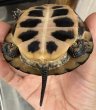 画像2: (4) キボシイシガメ (2)