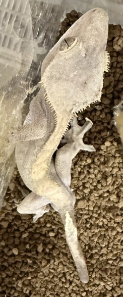 画像1: 16. クレス♂(B品) (1)