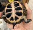 画像2: (5) キボシイシガメ (2)