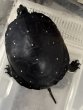 画像1: (6) キボシイシガメ (1)