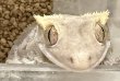 画像1: 14. チョコレート♀ (1)