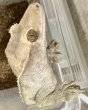 画像1: 17. クレス♂ (1)
