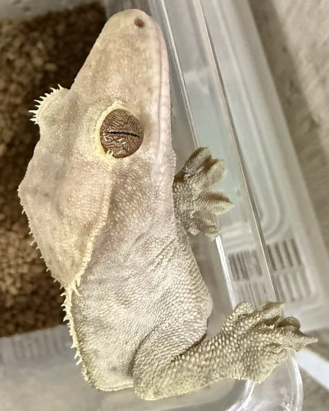 画像1: 17. クレス♂ (1)