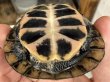 画像2: (3) キボシイシガメ (2)