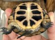 画像2: (1) キボシイシガメ (2)