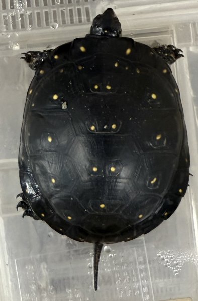 画像1: (4) キボシイシガメ (1)